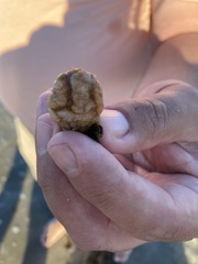 Molgula occidentalis