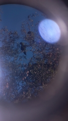 Rhynchopsitta terrisi