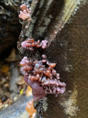 Ascocoryne sarcoides