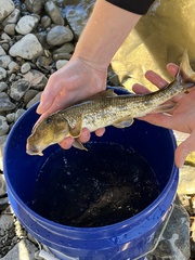 Hypentelium nigricans