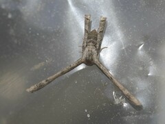 Phazaca interrupta