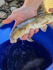 Hypentelium nigricans