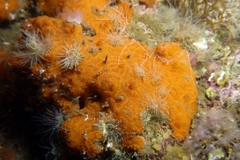 Botrylloides violaceus