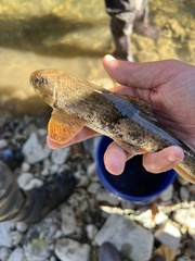 Hypentelium nigricans