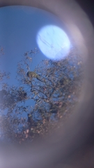 Rhynchopsitta terrisi