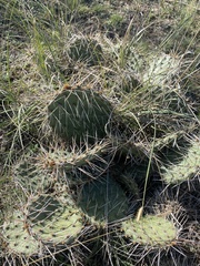 Opuntia tortispina