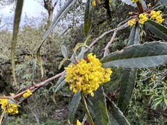 Berberis wallichiana