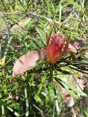 Lambertia formosa