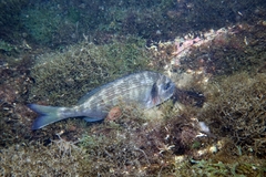 Sparus auratus