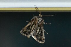 Agrotis gladiaria