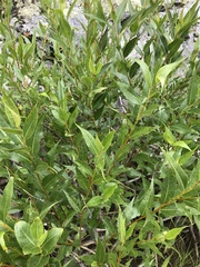 Salix lucida
