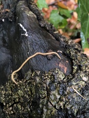 Haplophilus subterraneus