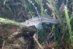 Gobius ophiocephalus