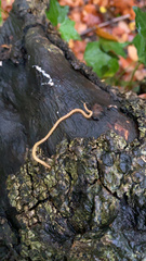 Haplophilus subterraneus