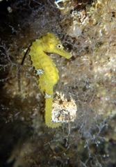 Hippocampus guttulatus