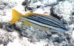 Lutjanus carponotatus
