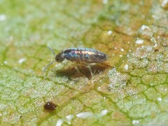 Lepidocyrtus paradoxus