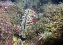 Pinna nobilis