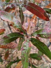 Quercus incana