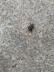 Sphenophorus coesifrons