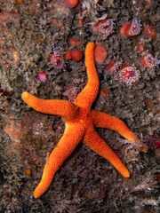 Henricia leviuscula