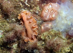 Yungia aurantiaca