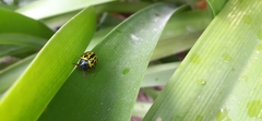 Calligrapha polyspila