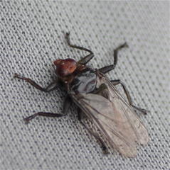 Hippoboscidae