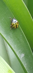 Calligrapha polyspila