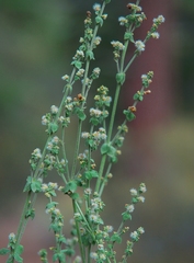 Galium parishii