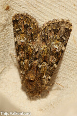 Polymixis lichenea