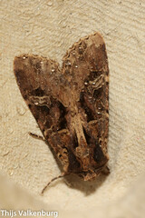 Trigonophora jodea