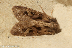 Trigonophora jodea