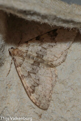 Nebula ibericata