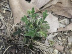 Xanthosia pilosa