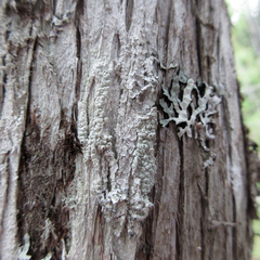 Pertusaria consocians