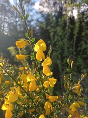 Cytisus