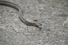 Thamnophis saurita