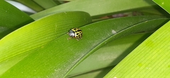 Calligrapha polyspila