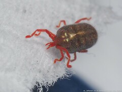 Balaustium