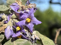 Solanum granulosoleprosum