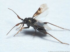 Spanagonicus albofasciatus