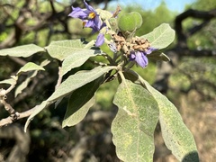 Solanum granulosoleprosum