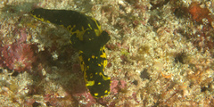 Notodoris gardineri