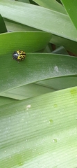 Calligrapha polyspila