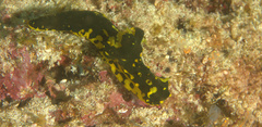 Notodoris gardineri