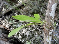 Polystachya concreta