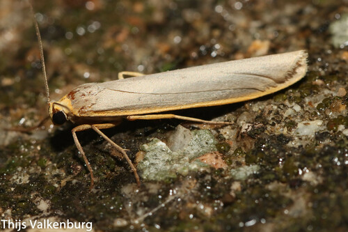 Hoary Footman