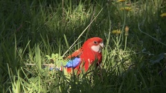 Platycercus elegans × eximius