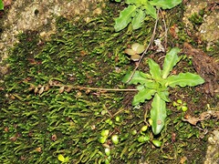 Stenoglottis